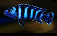 PSEUDOTROPHEUS DEMASONI AFRICAN CICHLID 2"