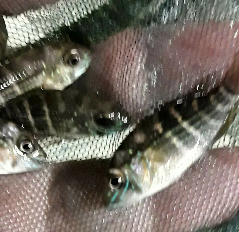 BEAUTIFUL GREEN TERROR CICHLID 1"