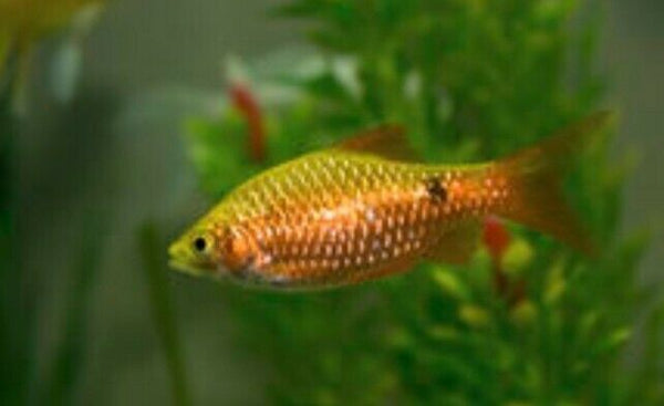 5 PACK GOLD NEON ROSY BARB TROPICAL FISH 2 INCHES