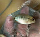 RAINBOW CICHLID 1.5"  (Herotilapia multispinosa)