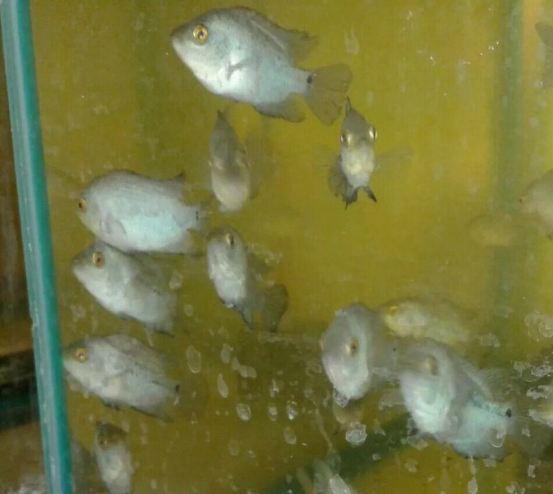 BLUE DIAMOND FLOWERHORN CICHLID  2.5"