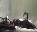 SYNODONTIS EUPTERUS 3/4 TO 1"