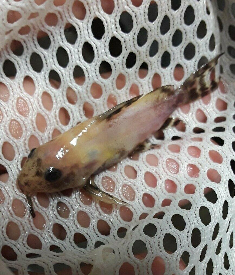 3 SYNODONTIS GOLD NIGRITA 3.5"