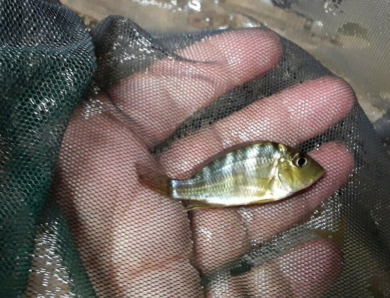 GEOPHAGUS ALTIFRON CICHLID 1.5"