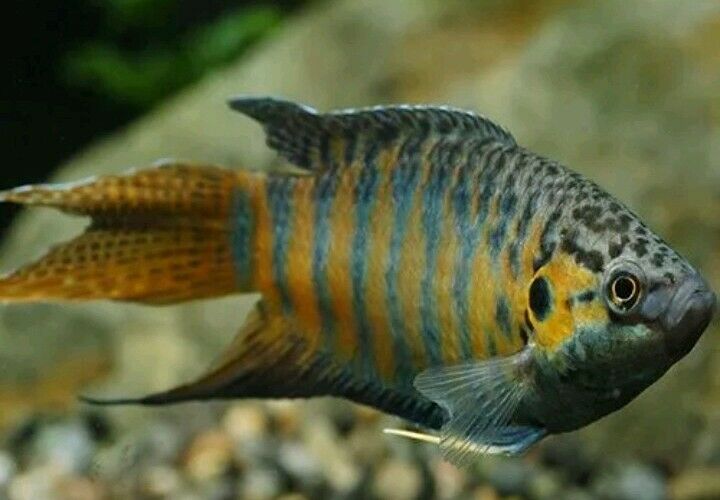 3 PACK BLUE PARADISE GOURAMI 3" Head to Tail