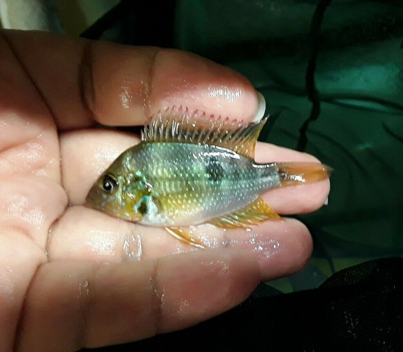 THORICHTHYS AUREUS CENTRAL AMERICAN CICHLID 1 TO 1.5" AKA BLUE FLASH