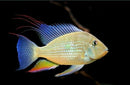 ACARICHTHYS HECKELII 1.5" to 2" - THREADFIN GEOPHAGUS