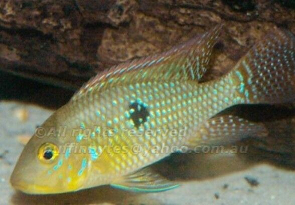 GEOPHAGUS BRASILIENSIS CICHLID 1.5"