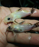 SYNODONTIS GOLD NIGRITA 3"