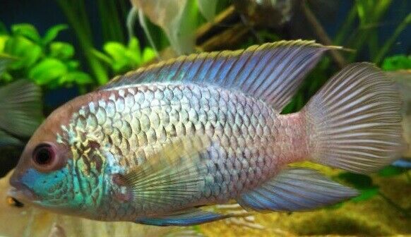 AMAZING ELECTRIC BLUE ACARA CICHLID +5" UNSEXED