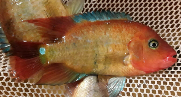 3 PACK TRUE RED TERROR CICHLID 1" UNSEXED (Mesoheros Festae)