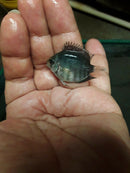 RAINBOW SEVERUM CICHLID 1" UNSEXED