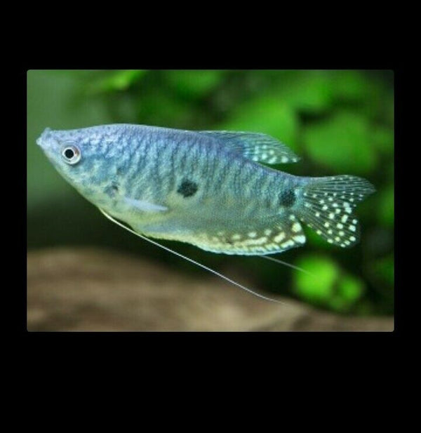 3 PACK BLUE GOURAMI 1.5"