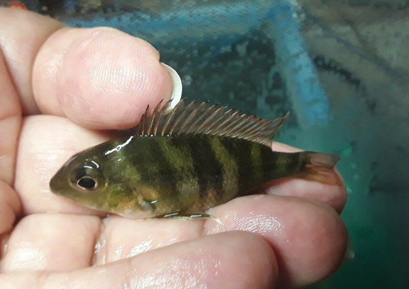SPECTACULAR GEOPHAGUS RED HEAD TAPAJOS 1.5 INCHES RARE