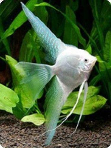BEAUTIFUL PLATINUM VEIL TAIL ANGELFISH