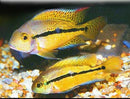 NICARAGUENSE CICHLID 5" UNSEXED