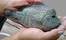 MARVELOUS ELECTRIC BLUE CARPINTIS CICHLID 1.5" to 2" INCHES