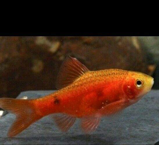 6 PACK RED GLASS ROSY BARB TROPICAL FISH