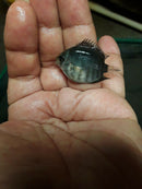 RAINBOW SEVERUM CICHLID 1" UNSEXED