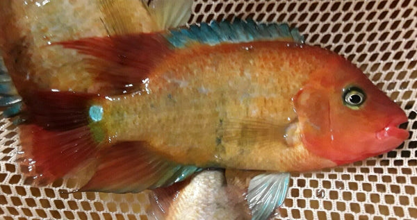 F1 TRUE RED TERROR CICHLID 1.75 TO 2" HEAD TO TAIL UNSEXED (Mesoheros Festae)