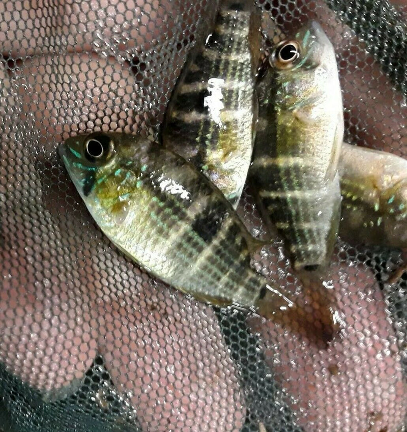 BEAUTIFUL GREEN TERROR CICHLID 1"