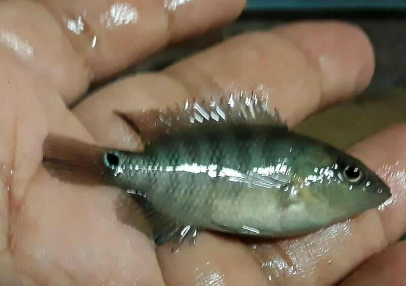 F1 TRUE RED TERROR CICHLID 1.75 TO 2" HEAD TO TAIL UNSEXED (Mesoheros Festae)