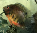 RAINBOW SEVERUM CICHLID 1" UNSEXED