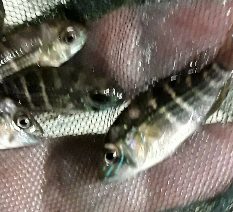 5 BEAUTIFUL GREEN TERROR CICHLID +1"
