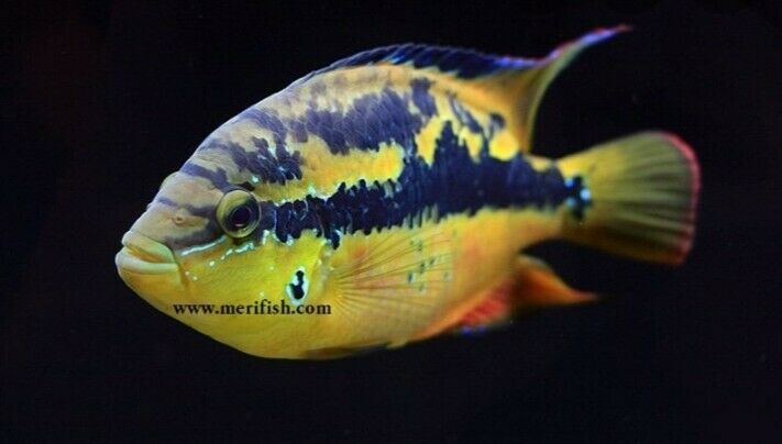 SALVINI CICHLID 2 to 2.5" UNSEXED