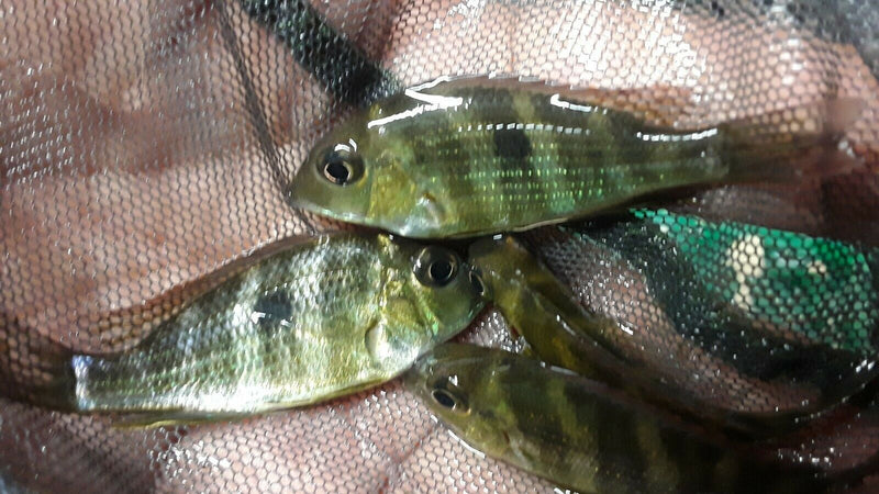SPECTACULAR GEOPHAGUS RED HEAD TAPAJOS 1.5 INCHES RARE