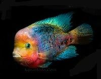 FANTASTIC SYNSPILUM CICHLID 1.5 To 2"(Vieja melanura)