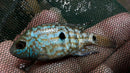 ELECTRIC BLUE CARPINTIS CICHLID 1"