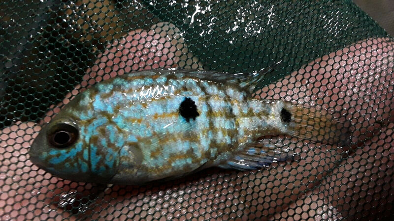 2 PACK ELECTRIC BLUE CARPINTIS CICHLID 1.5"