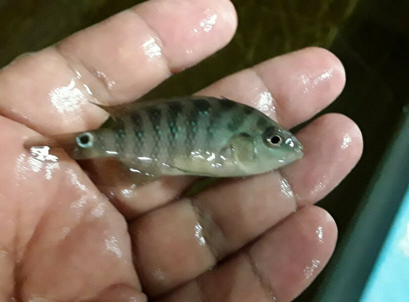 TRUE RED TERROR CICHLID 2.5"  UNSEXED  (Mesoheros Festae)