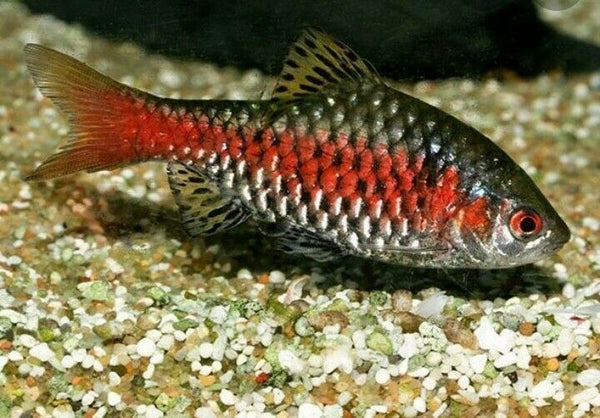 7 PACK ODESSA BARB TROPICAL FISH 3/4 TO 1" UNSEXED