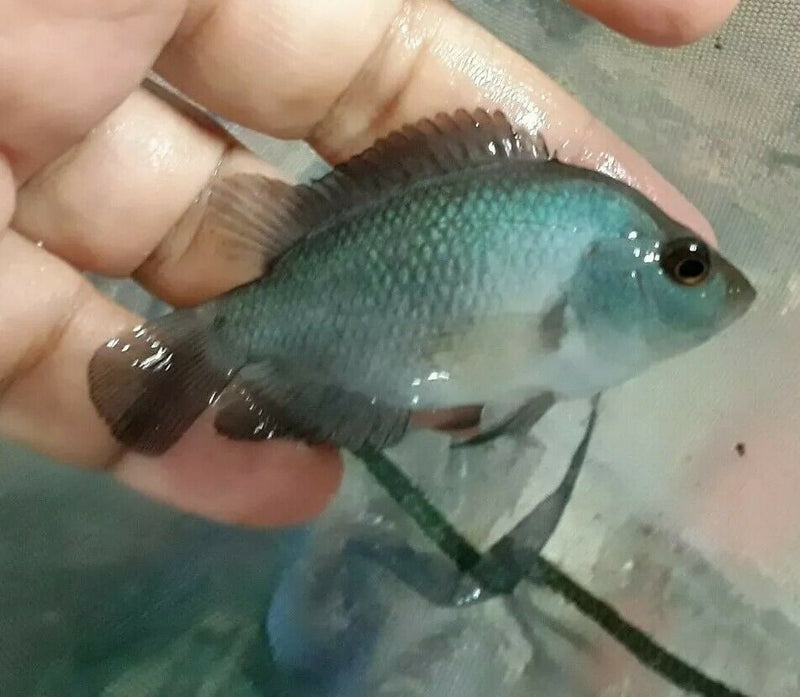BLUE DIAMOND FLOWERHORN CICHLID 4"