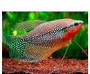 PEARL GOURAMI 2 to 2.5 INCH - ALSO KNOWN AS LACE OR MOSAIC GOURAMI