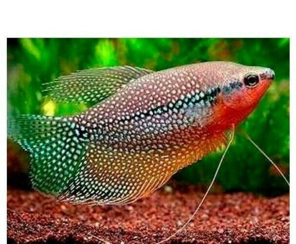 PEARL GOURAMI 2.5 INCH - ALSO KNOWN AS LACE OR MOSAIC GOURAMI