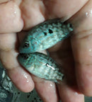 2 CENTRAL AMERICAN CICHLIDS 1.5"  THORICH AUREUS + ELECTRIC BLUE CARPINTIS