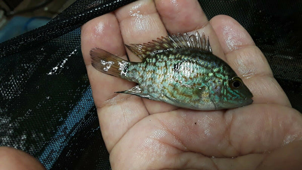 ELECTRIC BLUE CARPINTIS CICHLID 2.5"