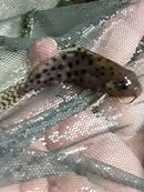 SYNODONTIS OCELLIFER 2"