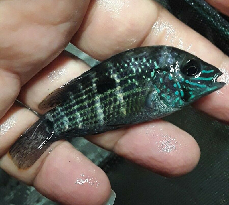 BEAUTIFUL GREEN TERROR CICHLID 2 TO 2.5"