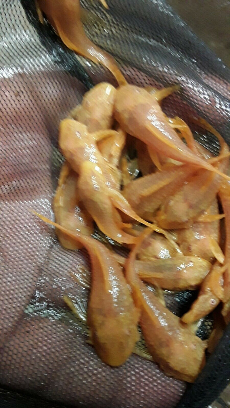 ALBINO ANCISTRUS 1.5 to 2" head to tail