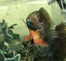 RAINBOW SEVERUM CICHLID 1" UNSEXED