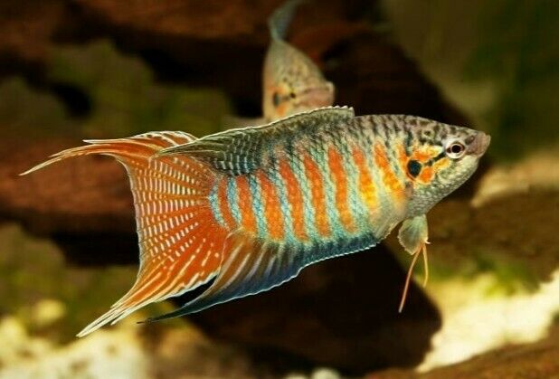 10 BLUE PARADISE GOURAMI 2" (5 MALES + 5 FEMALES) BREEDING COLONY