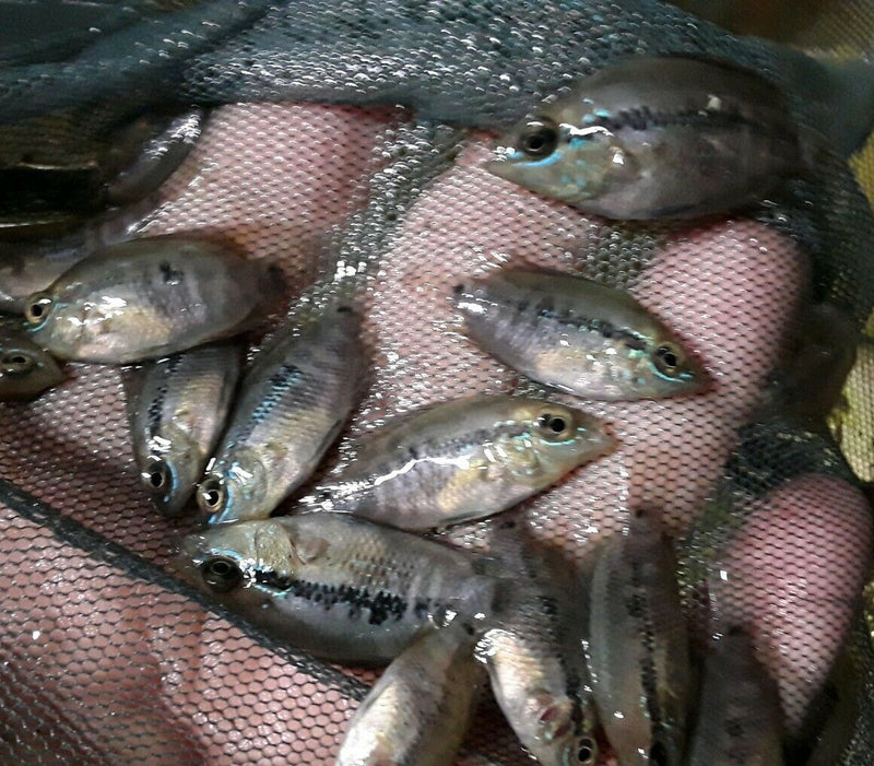 3 PACK SALVINI CICHLID 1"