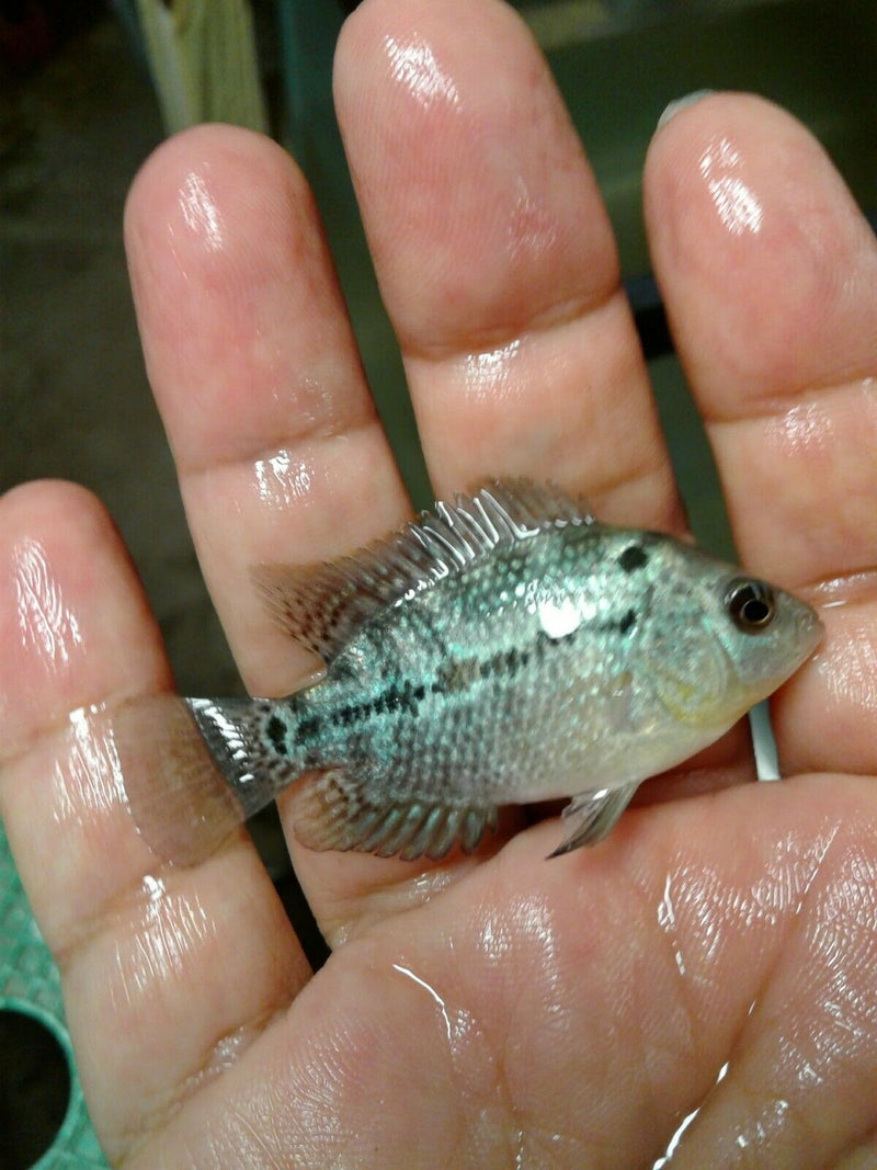 RED DRAGON FLOWERHORN CICHLID 1.5"