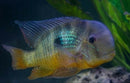 GEOPHAGUS BALZANII CICHLIDS 1.5 TO 2"