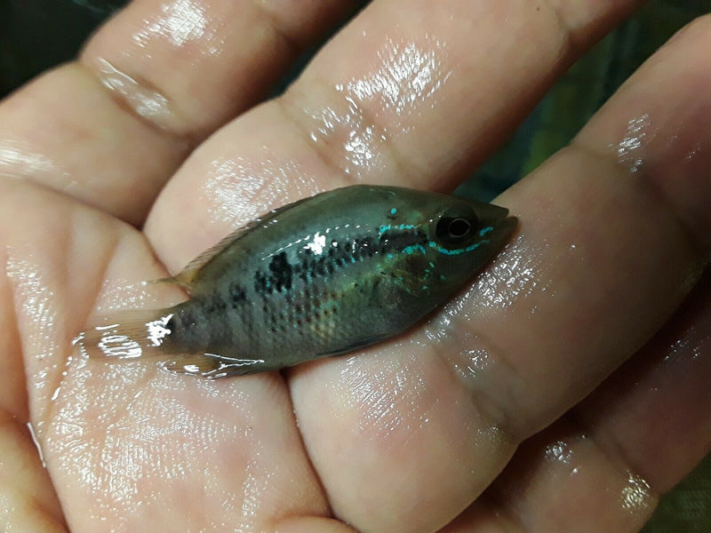 3 PACK SALVINI CICHLID 1"
