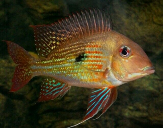 GEOPHAGUS ALTIFRON CICHLID 1.5"